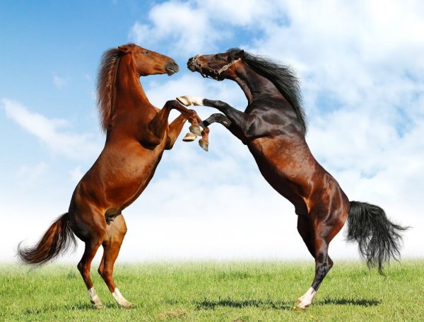 caballos-peleando